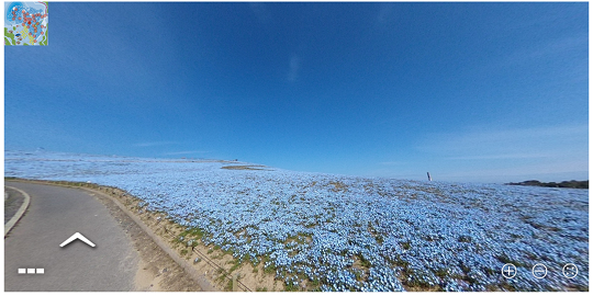 国営ひたち海浜公園がネモフィラ「360度バーチャルツアー」を実施